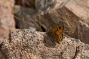 DPPhotography - Corsica - Corsican wall brown - B