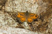 DPPhotography - Corsica - Corsican wall brown - C