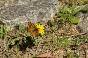 DPPhotography - Corsica - Queen of Spain fritillary - B