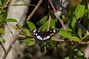 DPPhotography - Corsica - Southern white admiral - B