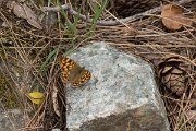 DPPhotography - Corsica - Speckled wood - A