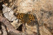 DPPhotography - Corsica - Speckled wood - B