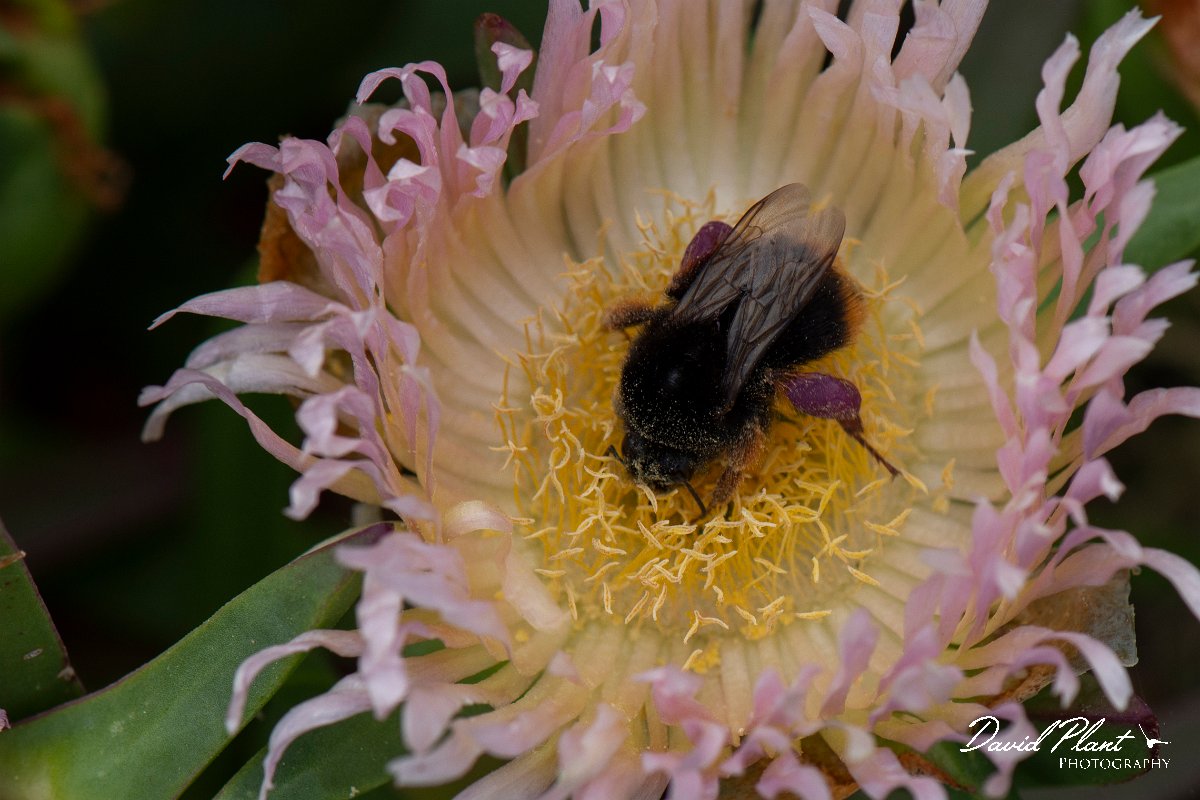 DPPhotography - Corsica - Bombus terrestris xanthopus - A.jpg - Bombus terrestris xanthopus - Marina d'Oru beach, Corsica