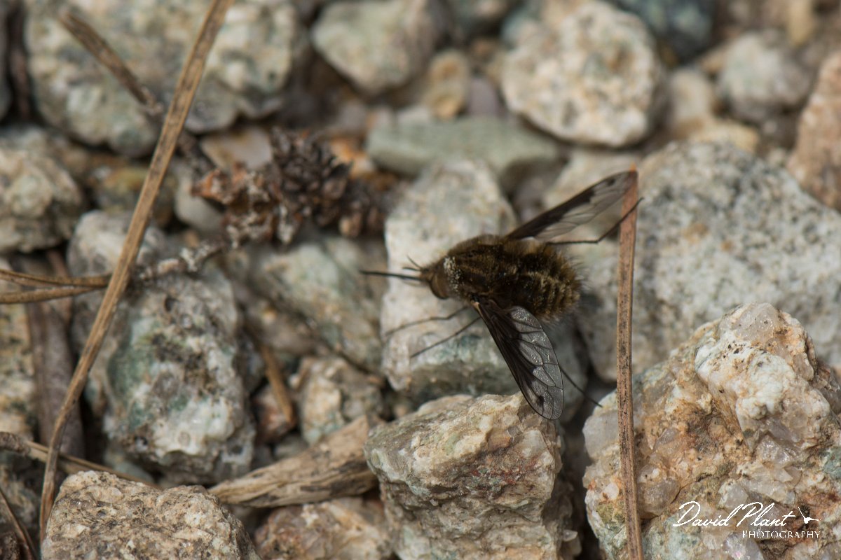 DPPhotography - Corsica - Bombylius fimbriatus - B.jpg - Bombylius fimbriatus - Restonica Valley, Corsica