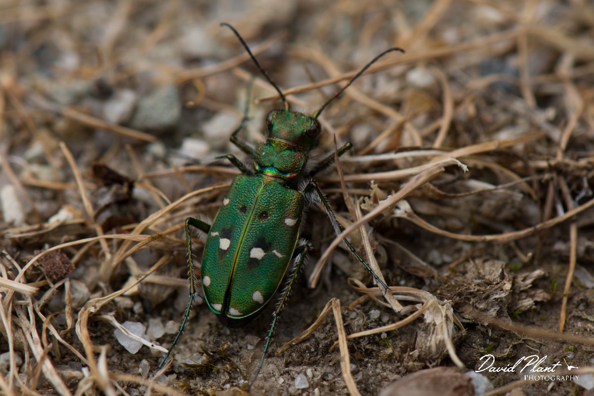 DPPhotography - Corsica - Corsican green tiger beetle - B.jpg - Corsican green tiger beetle, Cicindela campestris corsicana - Restonica Valley, Corsica
