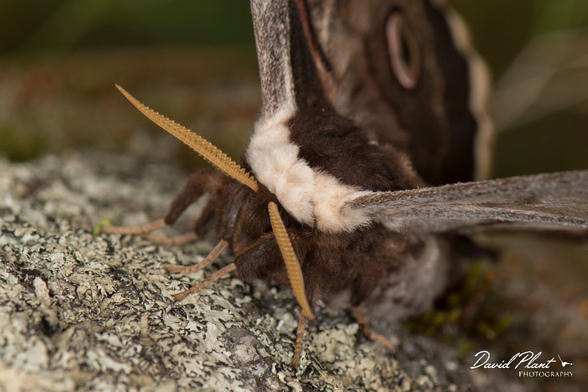 DPPhotography - Corsica - Giant peacock moth - A.jpg - Giant peacock moth, Saturnia pyri - Verghello Valley, Corsica