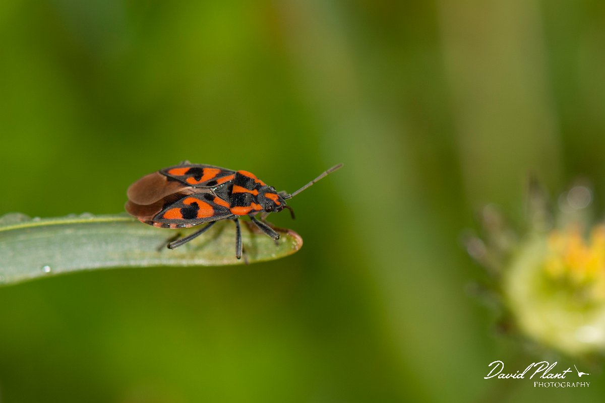 DPPhotography - Corsica - Spilostethus saxatilis - A.jpg - Spilostethus saxatilis - Verghello Valley, Corsica