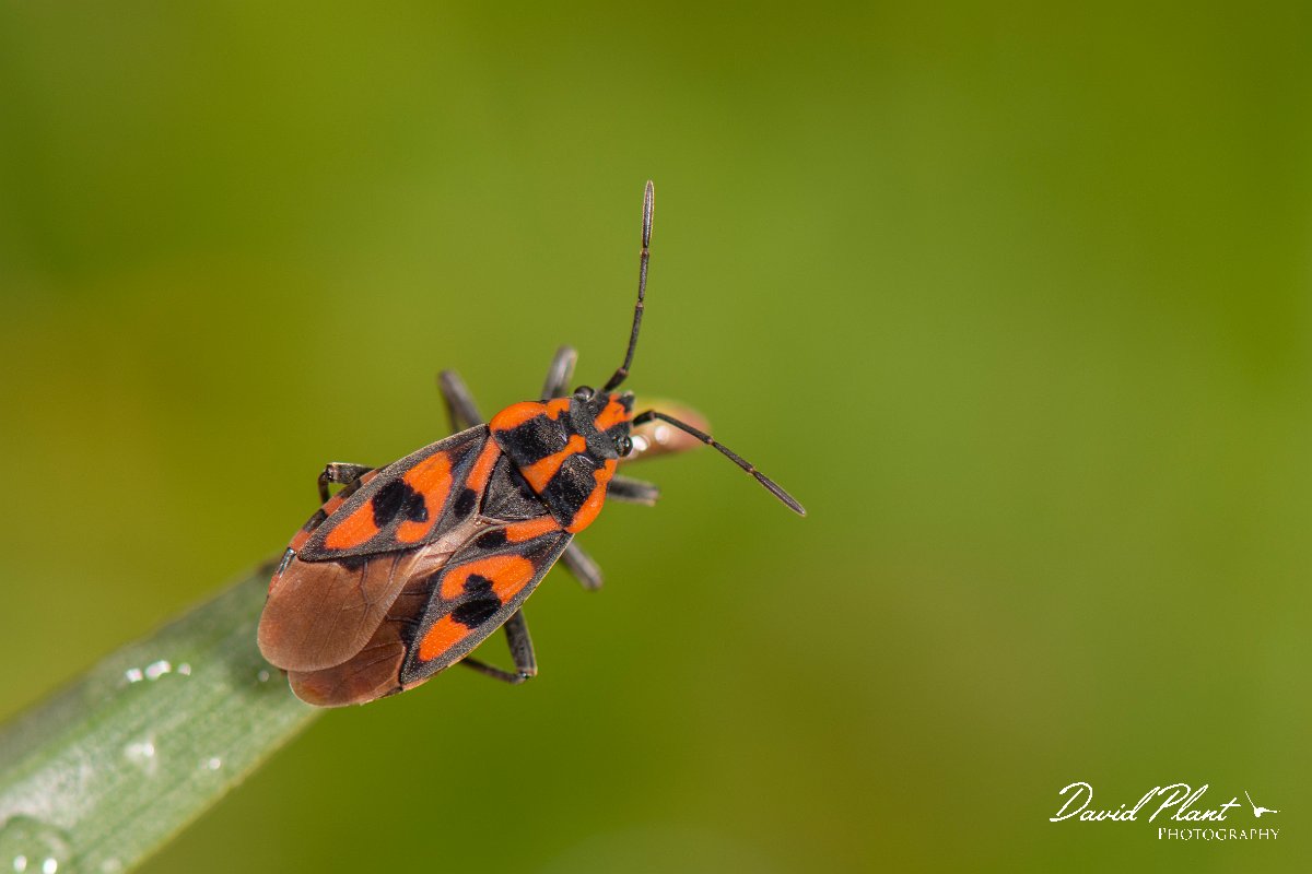 DPPhotography - Corsica - Spilostethus saxatilis - B.jpg - Spilostethus saxatilis - Verghello Valley, Corsica