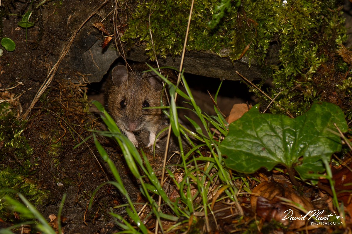DPPhotography - Corsica - Wood mouse - A.jpg - Wood mouse - Cascade de Anglais, Corsica