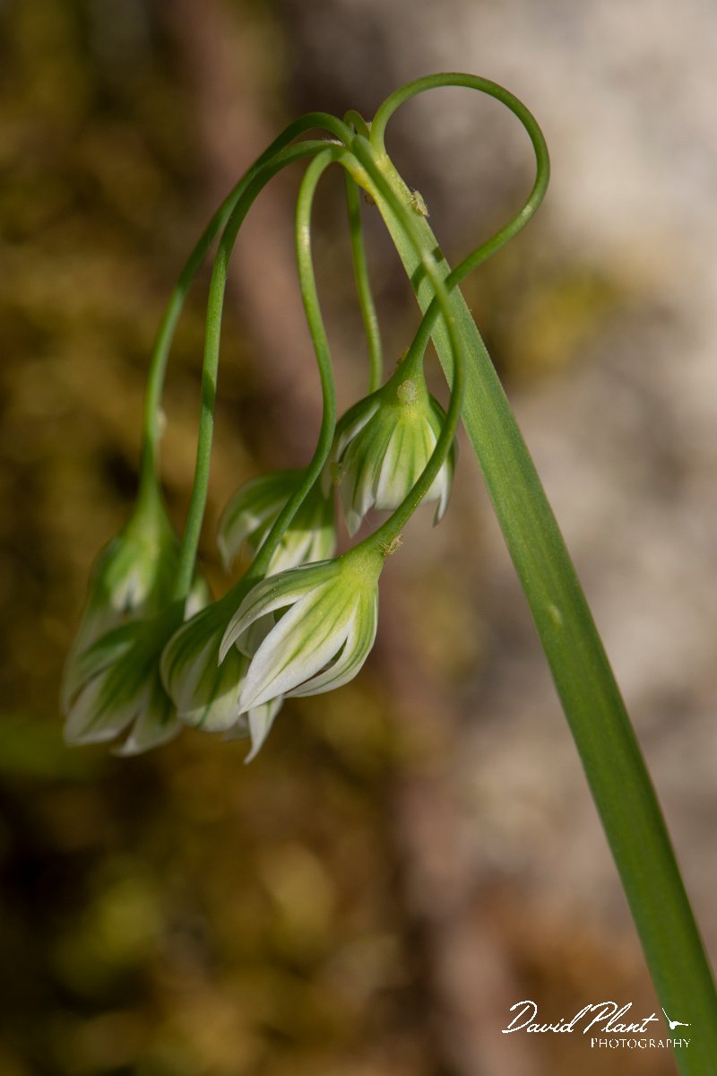 DPPhotography - Corsica - Allium pendulinum - D.jpg - Allium pendulinum - Verghello Valley, Corsica