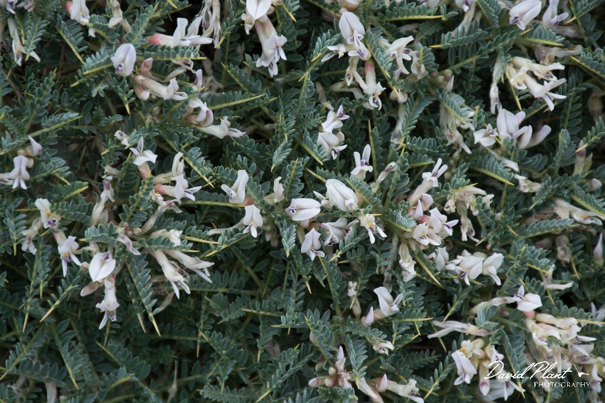 DPPhotography - Corsica - Astragalus sirinicus - A.jpg - Astragalus sirinicus - Capo Pertusato, Corsica