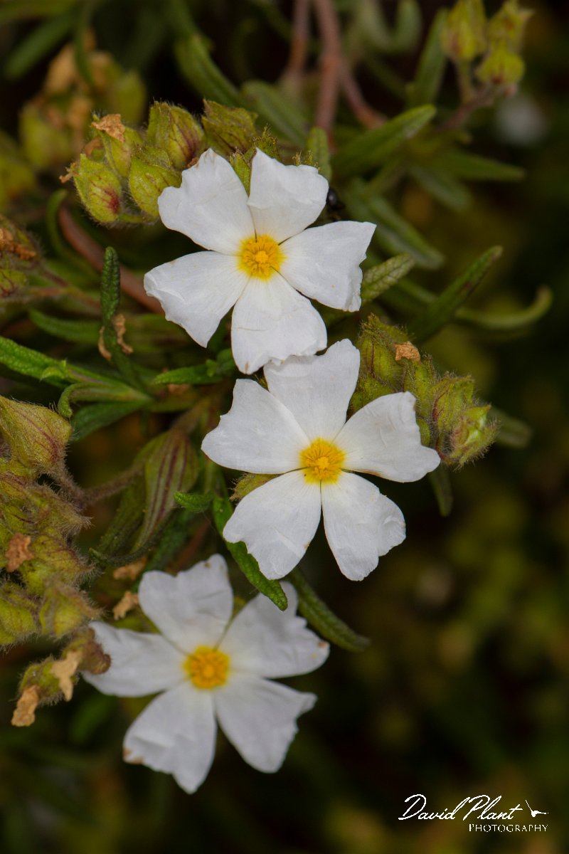 DPPhotography - Corsica - Cistus monspeliensis - C.jpg - Cistus monspeliensis - Tour de Diana, Etand de Diane, Corsica
