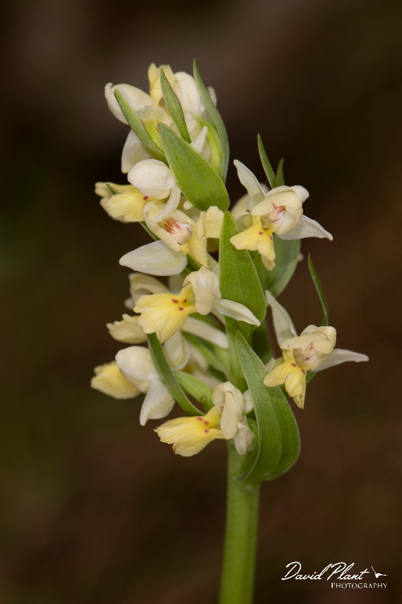 DPPhotography - Corsica - Dactylorhiza insularis - E.jpg - Dactylorhiza insularis - Verghello Valley, Corsica