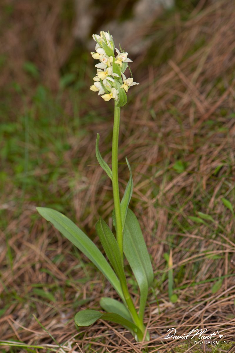 DPPhotography - Corsica - Dactylorhiza insularis - F.jpg - Dactylorhiza insularis - Verghello Valley, Corsica