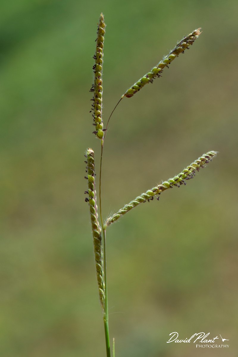 DPPhotography - Corsica - Dallisgrass, Paspalum dilatatum - A.jpg - Paspalum dilatatum, Dallisgrass - Marina d'Oru beach, Corsica