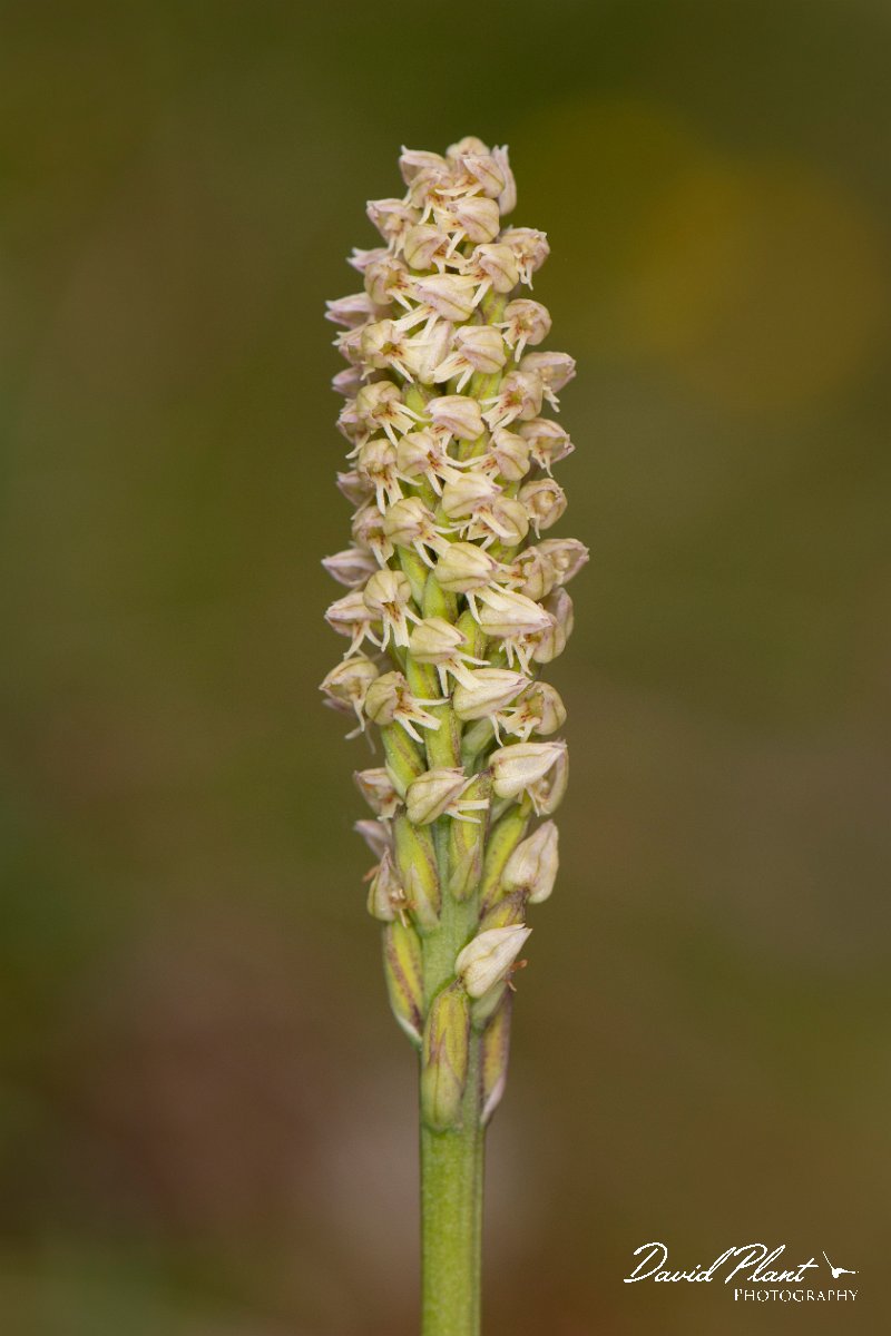 DPPhotography - Corsica - Dense-flowered Orchid, Neotinea maculata - A.jpg - Neotinea maculata, Dense-flowered Orchid - Verghello Valley, Corsica