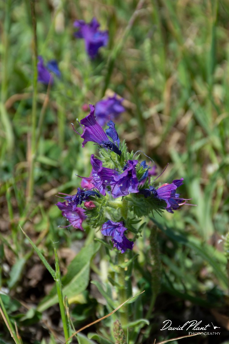 DPPhotography - Corsica - Echium vulgare, Viper's bugloss - A.jpg - Echium vulgare, Viper's bugloss - Route de l'Etang, Lake Biguglia, Corsica