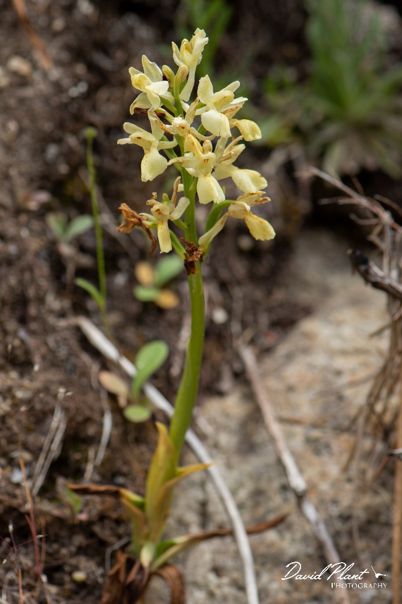 DPPhotography - Corsica - Elder-flowered orchid, Dactylorhiza sambucina - B.jpg - Dactylorhiza sambucina, Elder-flowered orchid - Verghello Valley, Corsica