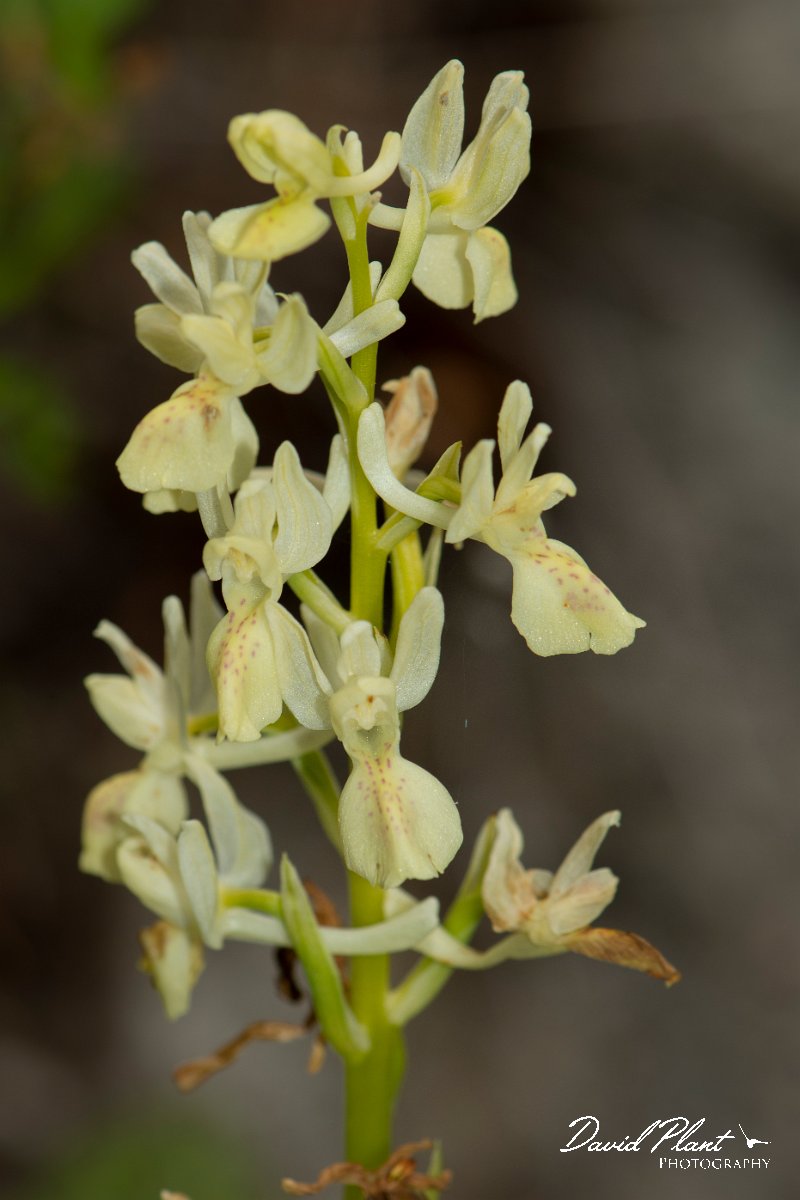 DPPhotography - Corsica - Elder-flowered orchid, Dactylorhiza sambucina - D.jpg - Dactylorhiza sambucina, Elder-flowered orchid - Verghello Valley, Corsica