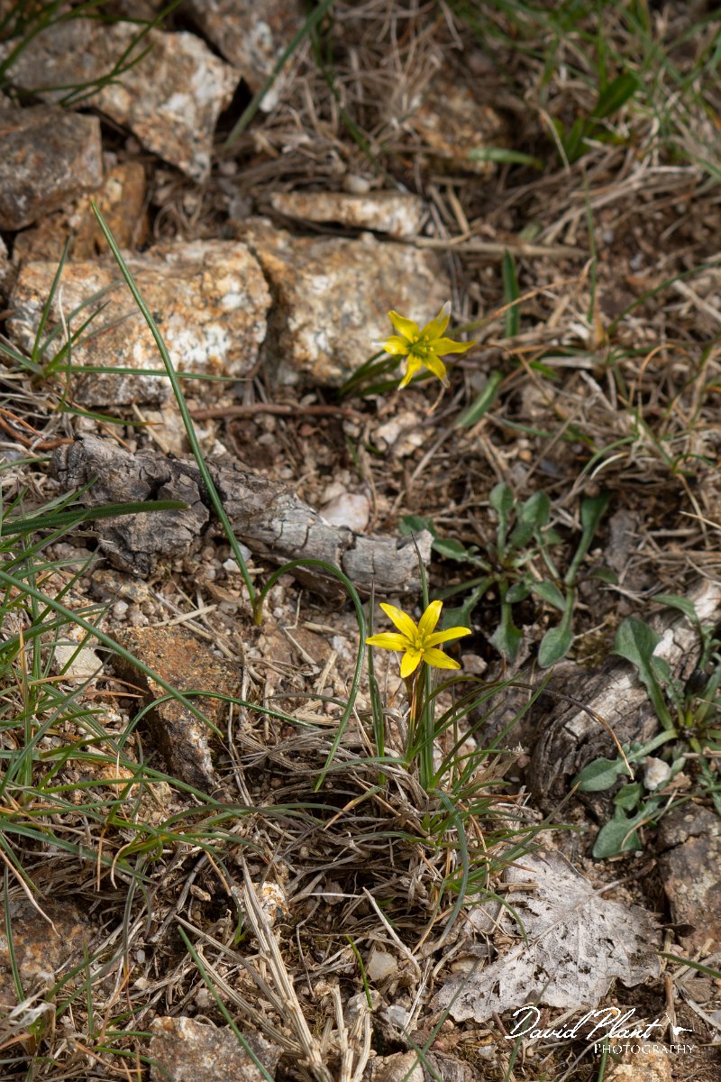 DPPhotography - Corsica - Gagea bohemica - A.jpg - Gagea bohemica - Col de Verghio, Corsica