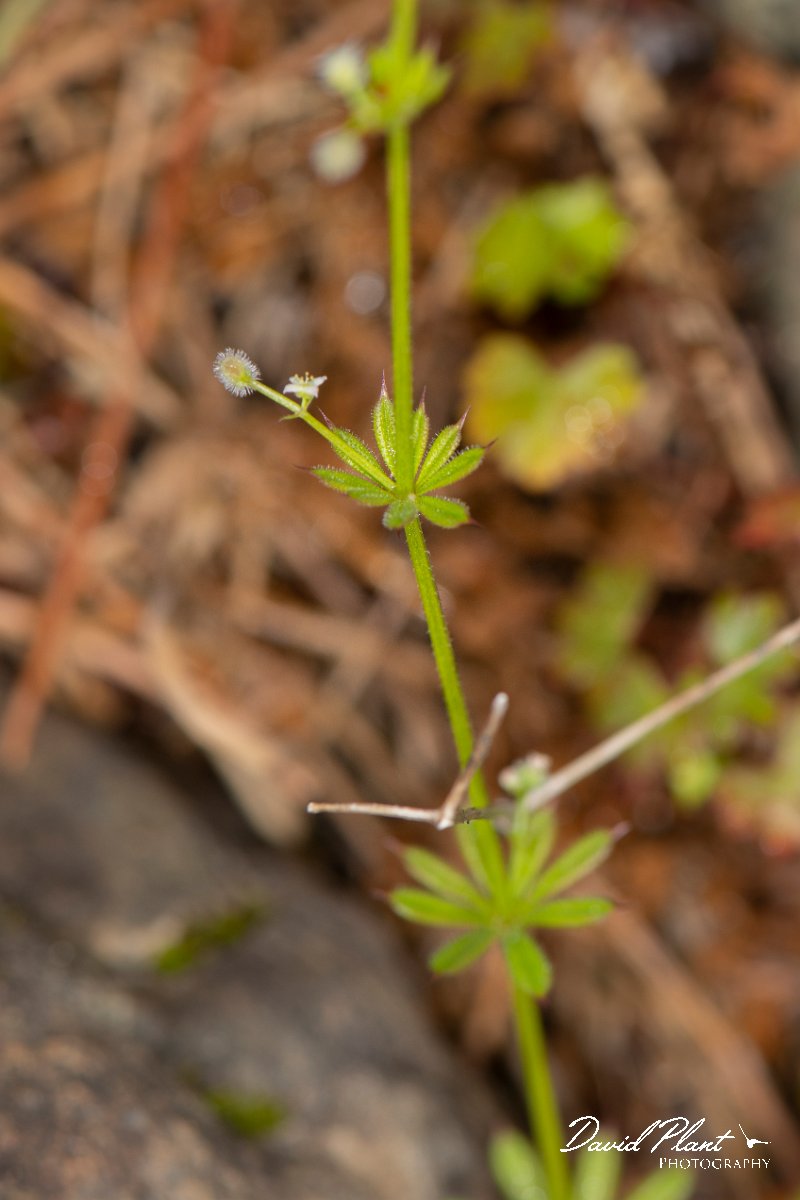 DPPhotography - Corsica - Galium minutulum - B.jpg - Galium minutulum - Col d'Erbajo, Corsica