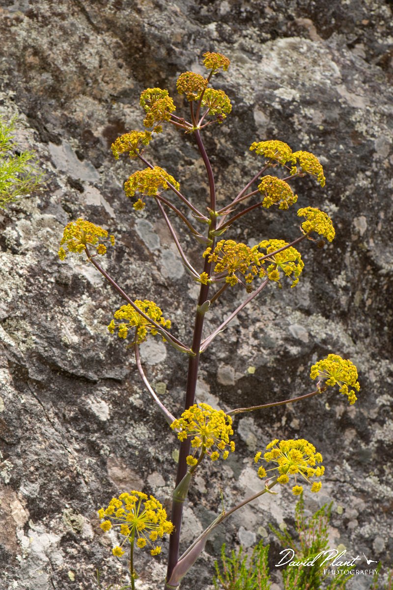 DPPhotography - Corsica - Giant fennel, Ferula communis - B.jpg - Ferula communis, Giant fennel - Verghello Valley, Corsica