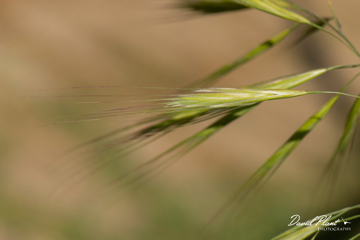 DPPhotography - Corsica - Great brome - B.jpg - Anisantha diandra, Great brome - Marina d'Oru beach, Corsica