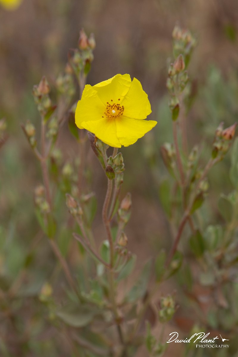 DPPhotography - Corsica - Halimium halimifolium - A.jpg - Halimium halimifolium - Coast Golfe de Ventilegne, Corsica