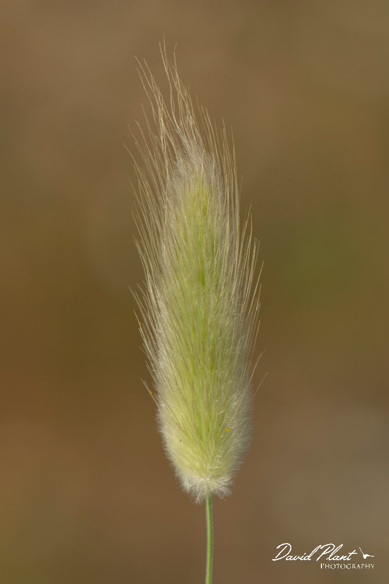 DPPhotography - Corsica - Harestail grass - C.jpg - Lagurus ovatus, Harestail grass - Marina d'Oru beach, Corsica