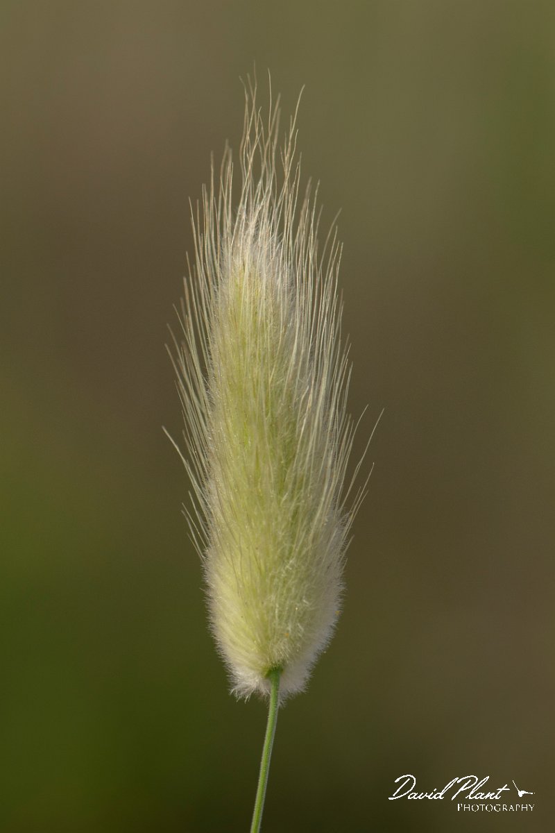 DPPhotography - Corsica - Harestail grass - D.jpg - Lagurus ovatus, Harestail grass - Marina d'Oru beach, Corsica
