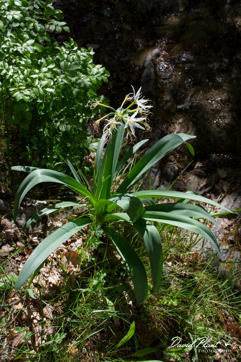 DPPhotography - Corsica - Illyrian sea lily, Pancratium illyricum - B.jpg - Pancratium illyricum, Illyrian sea lily - Verghello Valley, Corsica