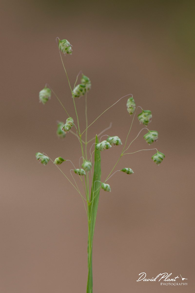 DPPhotography - Corsica - Lesser quaking-grass - A.jpg - Briza minor, Lesser quaking-grass - Coast Golfe de Ventilegne, Corsica