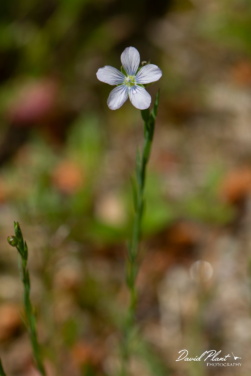 DPPhotography - Corsica - Linum bienne - B.jpg - Linum bienne - Verghello Valley, Corsica