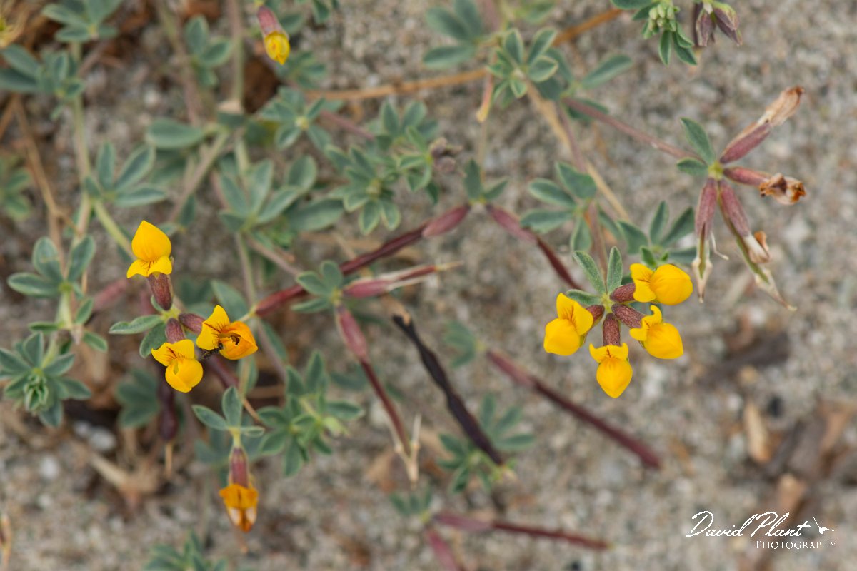 DPPhotography - Corsica - Lotus cytisoides - B.jpg - Lotus cytisoides - Marina d'Oru beach, Corsica