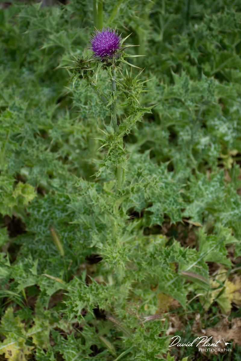 DPPhotography - Corsica - Milk thistle - C.jpg - Silybum marianum, Milk thistle - Licceto, Corsica