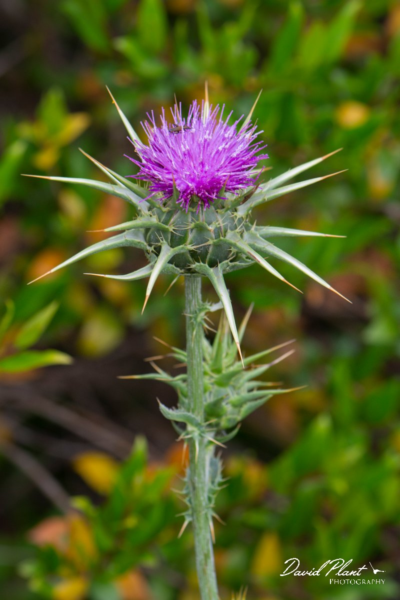 DPPhotography - Corsica - Milk thistle - D.jpg - Silybum marianum, Milk thistle - Tour de Diana, Etand de Diane, Corsica