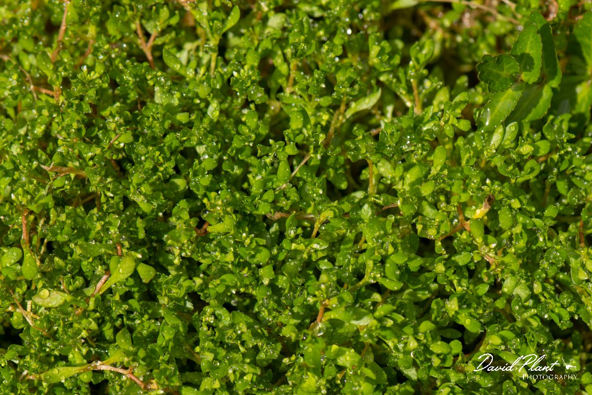 DPPhotography - Corsica - Montia arvensis - B.jpg - Montia arvensis - Verghello Valley, Corsica