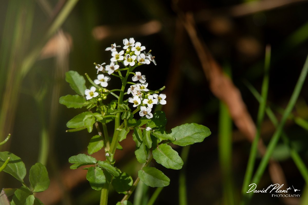 DPPhotography - Corsica - Nasturtium officinale - A.jpg - Nasturtium officinale - Route de l'Etang, Lake Biguglia, Corsica