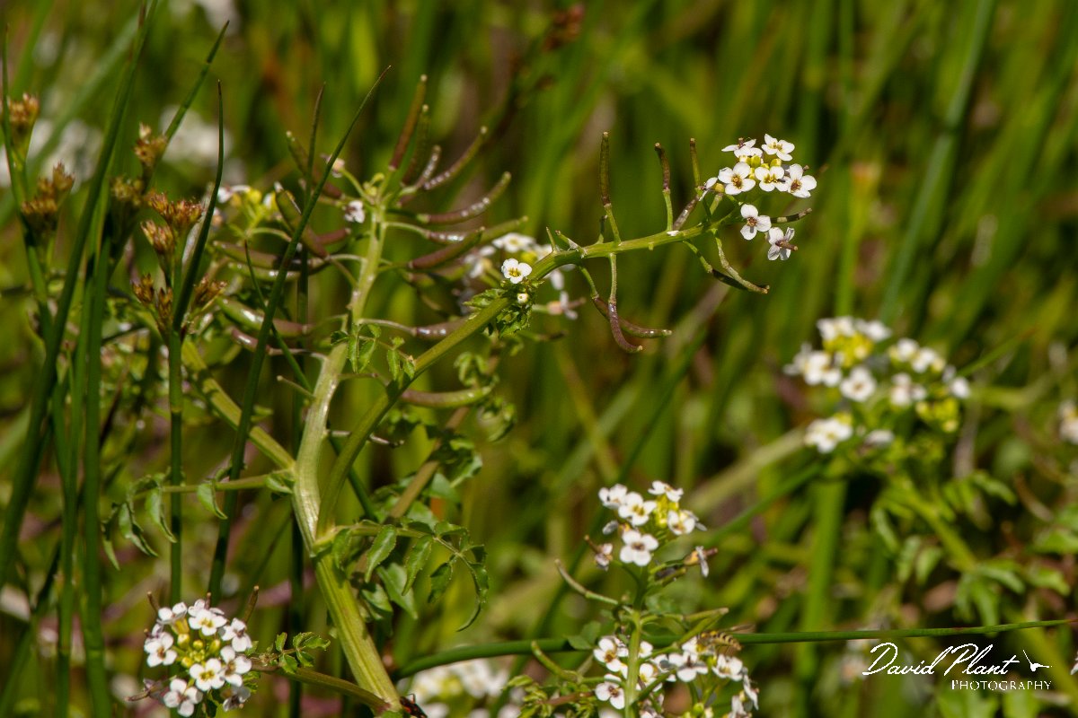 DPPhotography - Corsica - Nasturtium officinale - B.jpg - Nasturtium officinale - Route de l'Etang, Lake Biguglia, Corsica