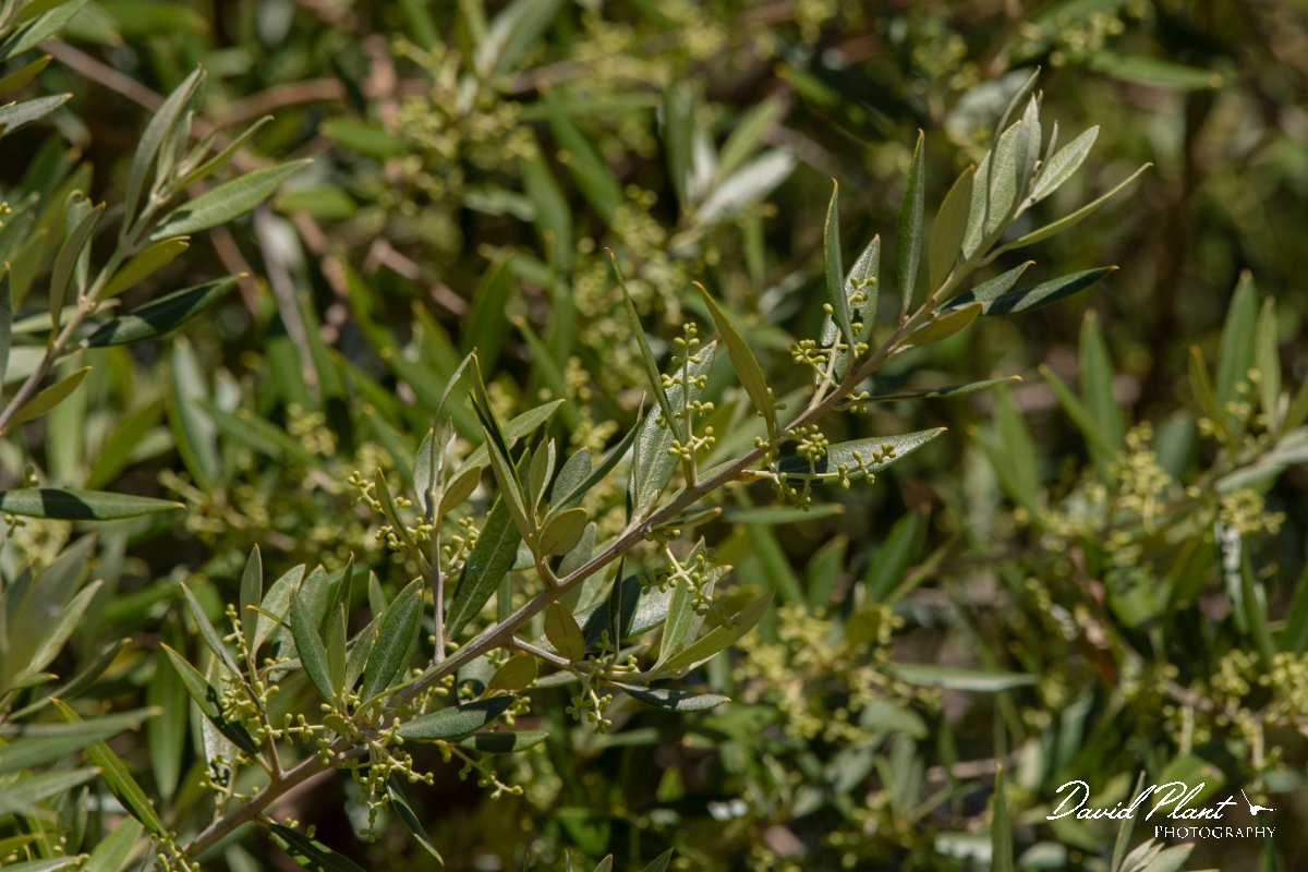DPPhotography - Corsica - Olive - A.jpg - Olea europaea, Olive - Route de l'Etang, Lake Biguglia, Corsica