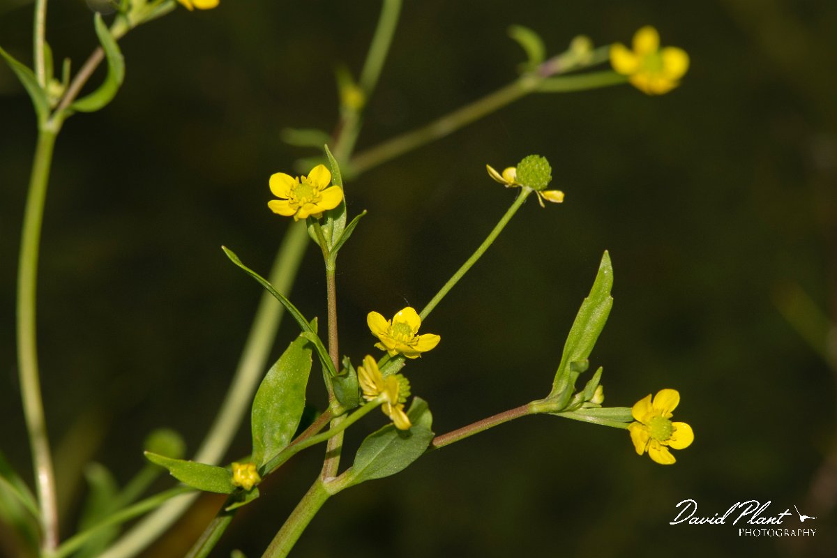 DPPhotography - Corsica - Ranunculus flammula, Lesser spearwort - A.jpg - Ranunculus flammula, Lesser spearwort - Route de l'Etang, Lake Biguglia, Corsica
