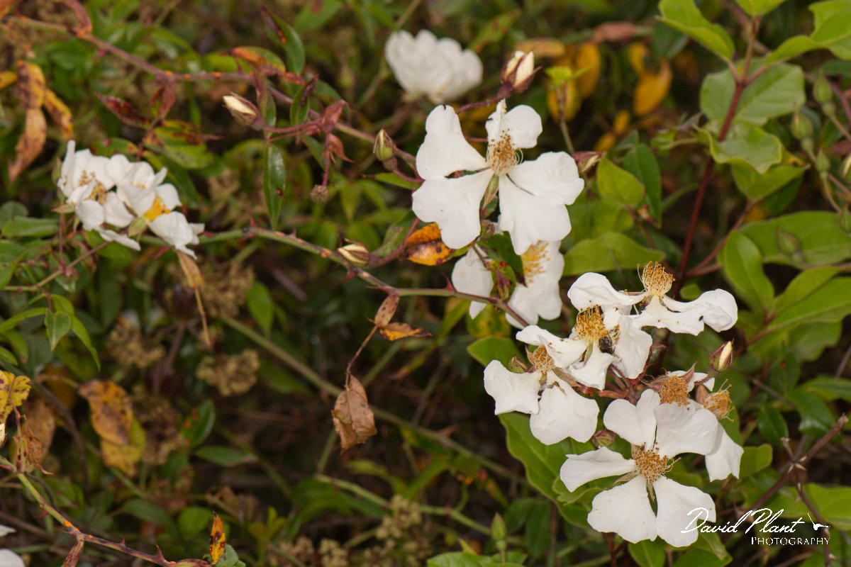 DPPhotography - Corsica - Rosa sempervirens - A.jpg - Rosa sempervirens - Tour de Diana, Etand de Diane, Corsica
