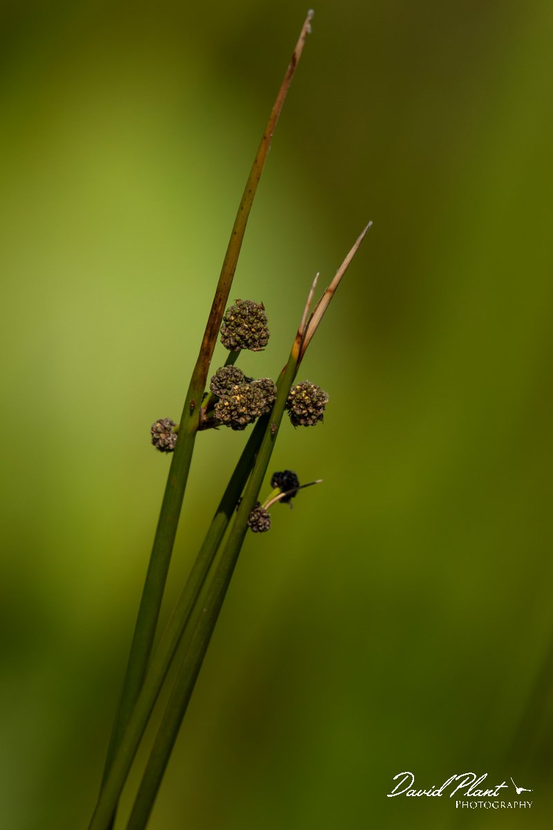 DPPhotography - Corsica - Round-headed club-rush - A.jpg - Scirpoides holoschoenus, Round-headed club-rush - Route de l'Etang, Lake Biguglia, Corsica