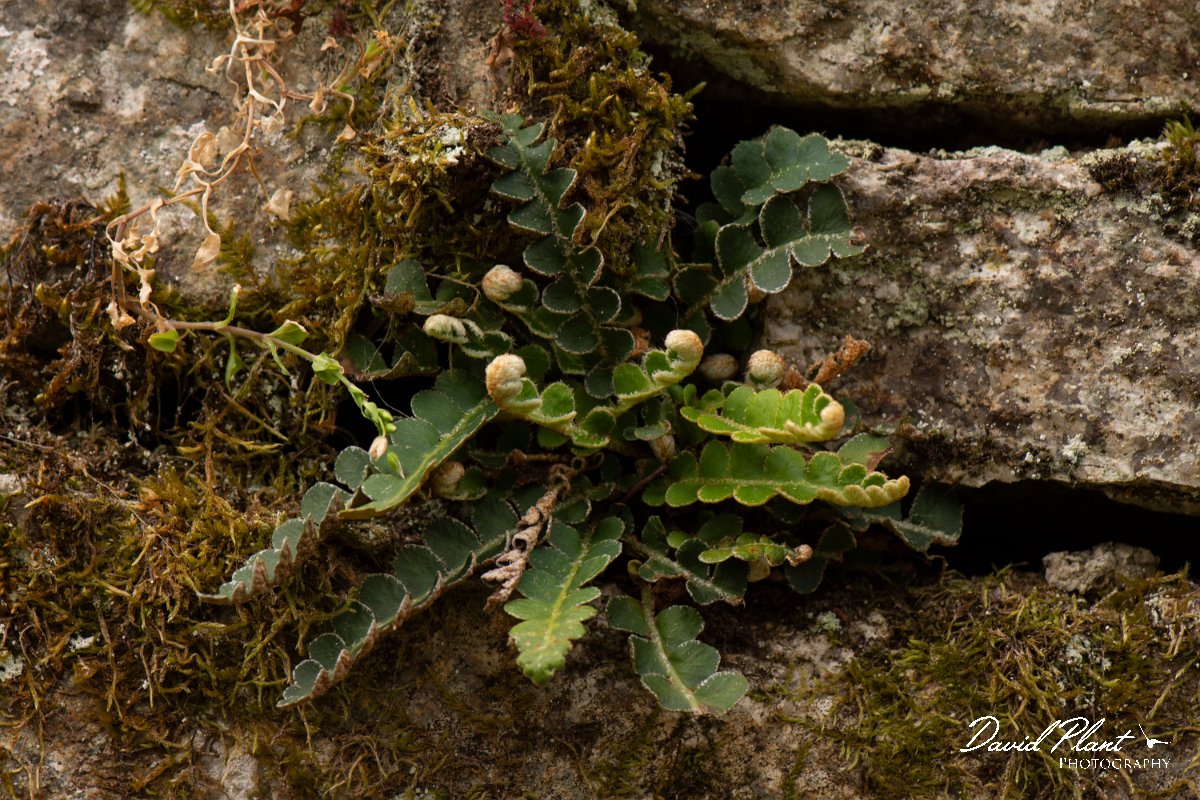 DPPhotography - Corsica - Rustyback, Asplenium ceterach - B.jpg - Asplenium ceterach, Rustyback - Verghello Valley, Corsica