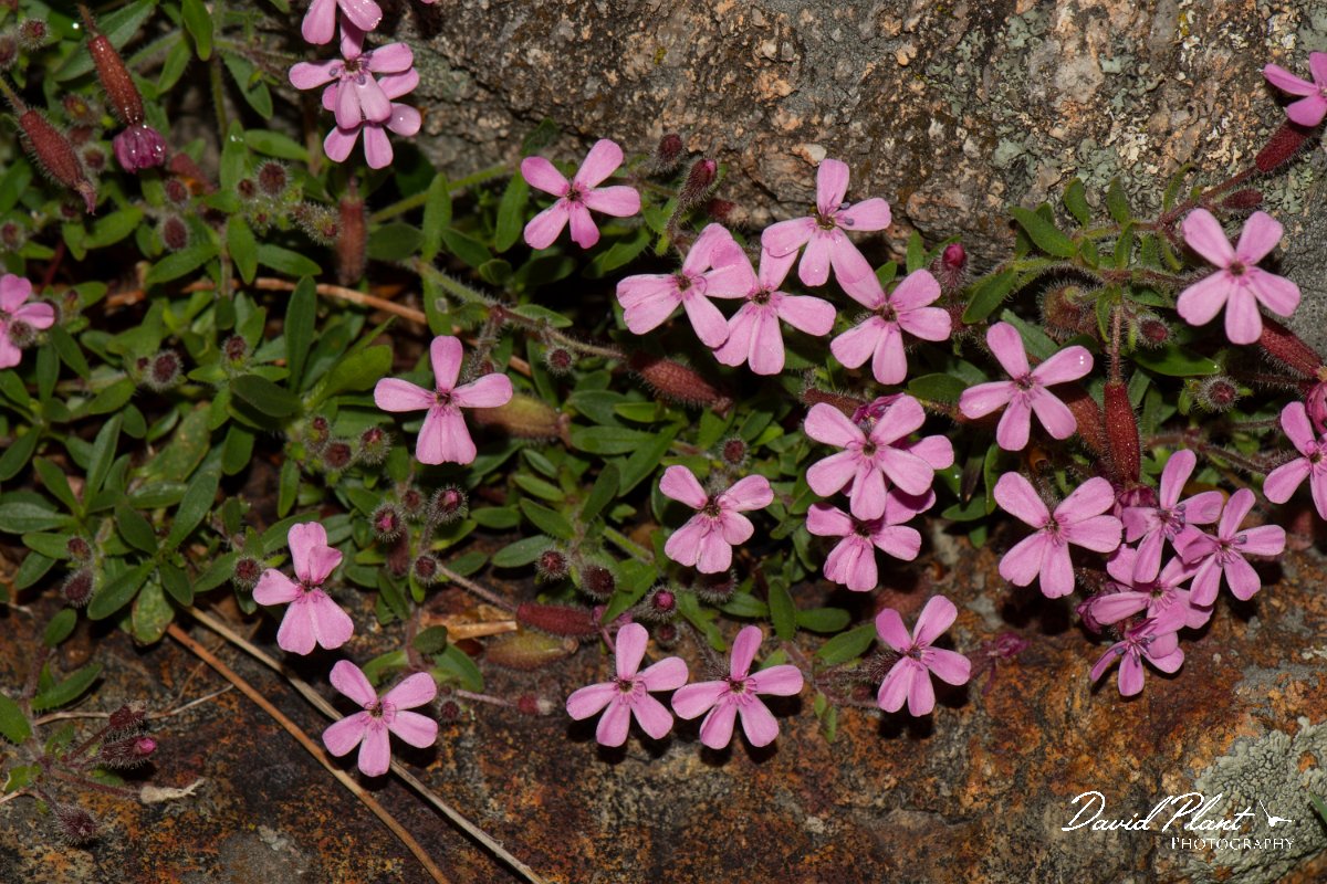 DPPhotography - Corsica - Saponaria ocymoides - B.jpg - Saponaria ocymoides - Cascade de Anglais, Corsica