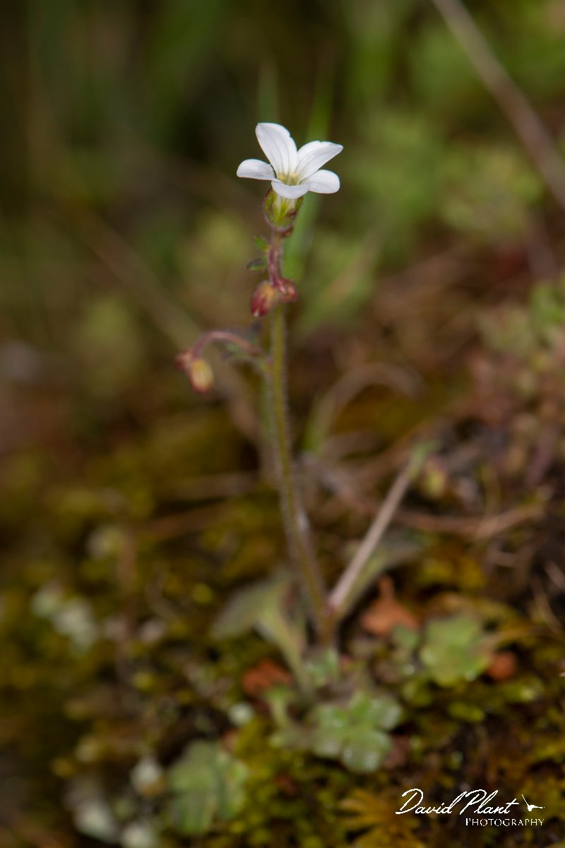 DPPhotography - Corsica - Saxifraga corsica - C.jpg - Saxifraga corsica - Col d'Erbajo, Corsica