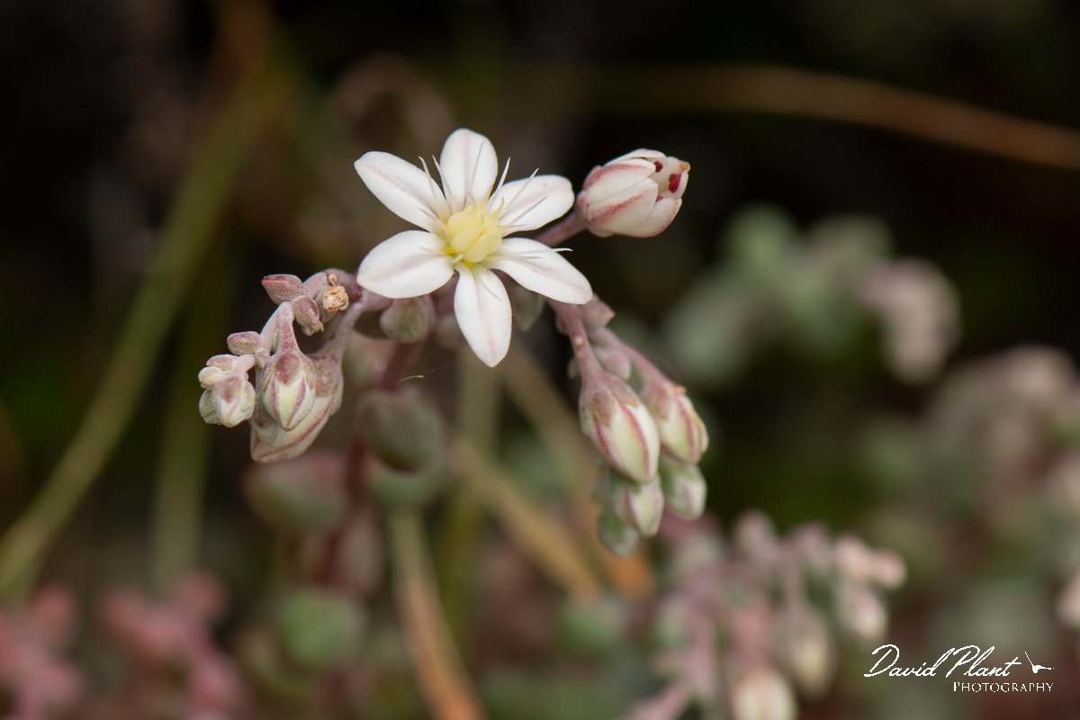 DPPhotography - Corsica - Sedum brevifolium - B.jpg - Sedum brevifolium - Verghello Valley, Corsica