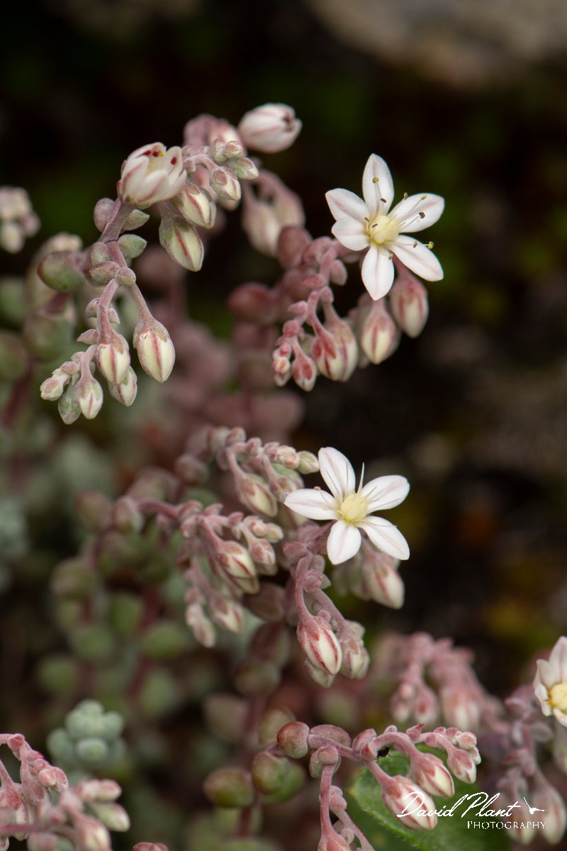DPPhotography - Corsica - Sedum brevifolium - C.jpg - Sedum brevifolium - Verghello Valley, Corsica
