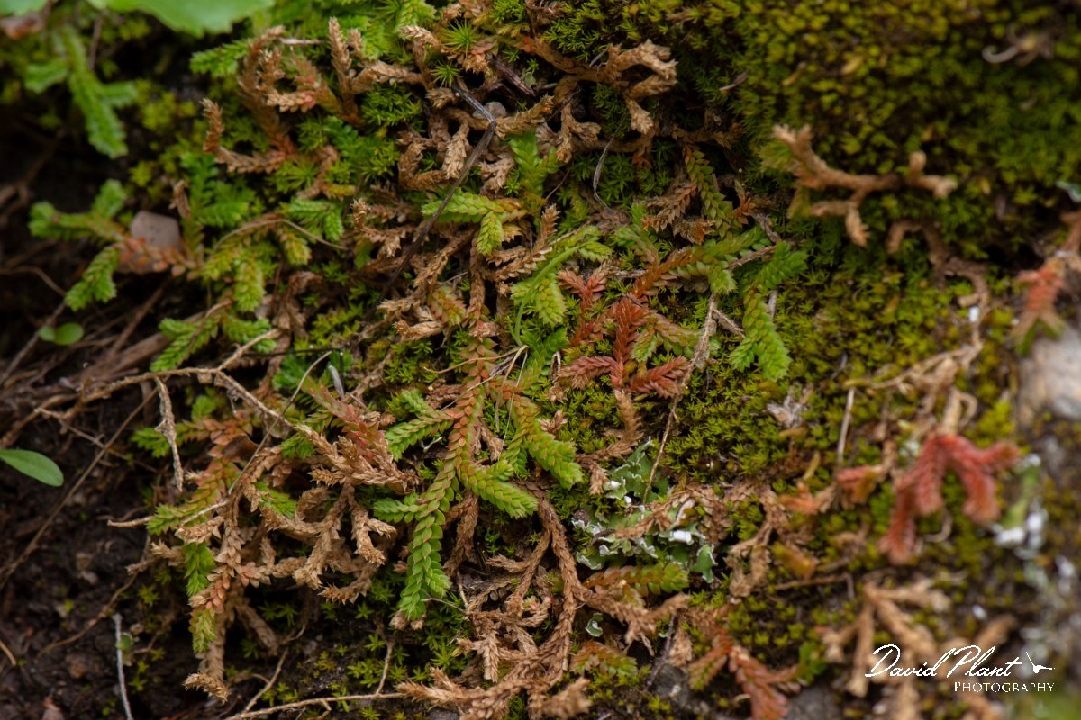 DPPhotography - Corsica - Selaginella denticulata - A.jpg - Selaginella denticulata - Verghello Valley, Corsica