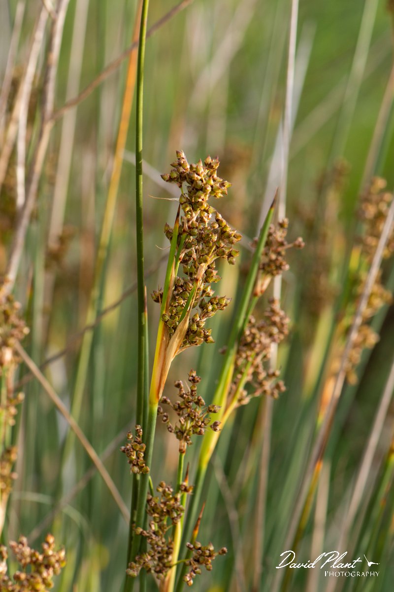 DPPhotography - Corsica - Sharp rush, Juncus acutus - A.jpg - Juncus acutus, Sharp rush - Marina d'Oru beach, Corsica